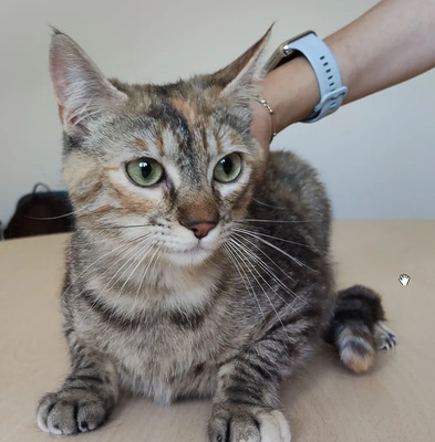 Romina - mit Rihana - schüchtern, aber gesellig, sehr sozial, gutmütig, verspielt, EKG - Katze