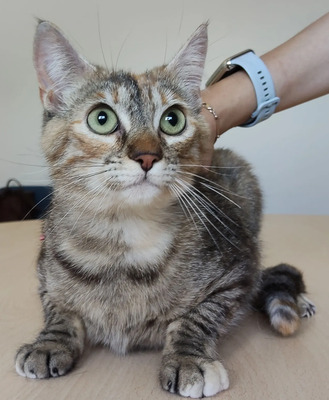 Romina - mit Rihana - schüchtern, aber gesellig, sehr sozial, gutmütig, verspielt, EKG - Katze