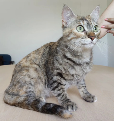 Romina - mit Rihana - schüchtern, aber gesellig, sehr sozial, gutmütig, verspielt, EKG - Katze