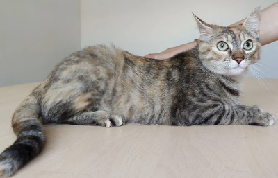 Romina - mit Rihana - schüchtern, aber gesellig, sehr sozial, gutmütig, verspielt, EKG - Katze