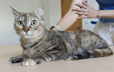 Romina - mit Rihana - schüchtern, aber gesellig, sehr sozial, gutmütig, verspielt, EKG - Katze