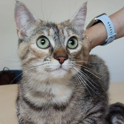 Romina - mit Rihana - schüchtern, aber gesellig, sehr sozial, gutmütig, verspielt, EKG - Katze