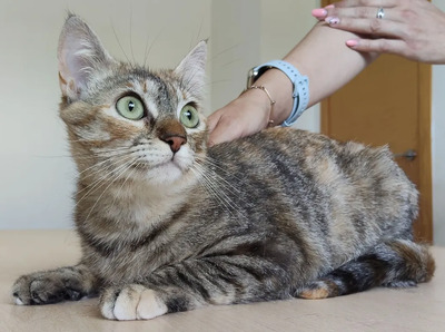 Romina - mit Rihana - schüchtern, aber gesellig, sehr sozial, gutmütig, verspielt, EKG - Katze