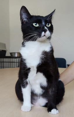 Ronda - zusammen mit Freundin Lica, EKH - Katze