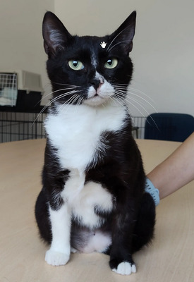 Ronda - zusammen mit Freundin Lica, EKH - Katze