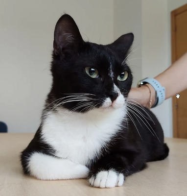 Ronda - zusammen mit Freundin Lica, EKH - Katze