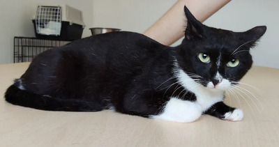 Ronda - zusammen mit Freundin Lica, EKH - Katze