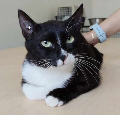 Ronda - zusammen mit Freundin Lica, EKH - Katze