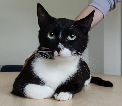 Ronda - zusammen mit Freundin Lica, EKH - Katze