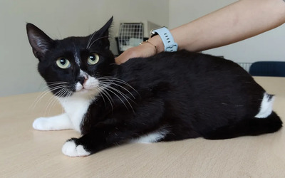 Ronda - zusammen mit Freundin Lica, EKH - Katze