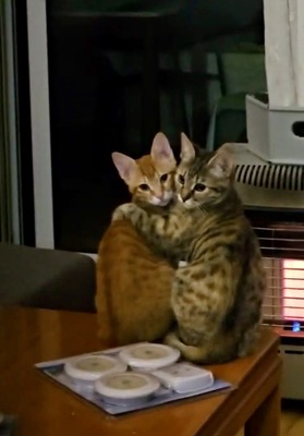 Roni & Daizoula