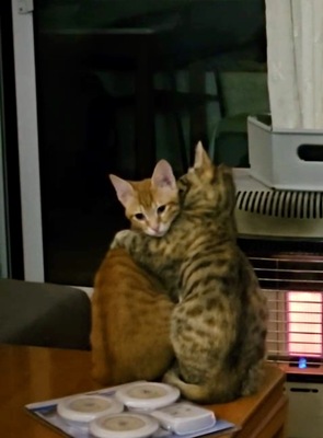 Roni & Daizoula, Europäisch Kurzhaar Jungtier - Kater