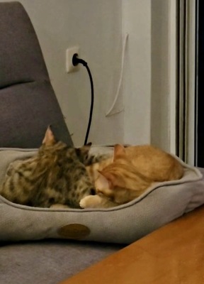 Roni & Daizoula, Europäisch Kurzhaar Jungtier - Kater