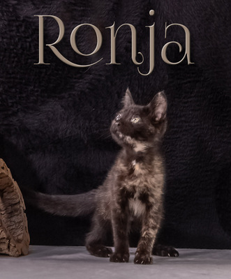 Ronja - ein süßes Katzenmädchen, Mix - Katze