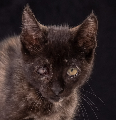 Ronja - ein süßes Katzenmädchen, Mix - Katze