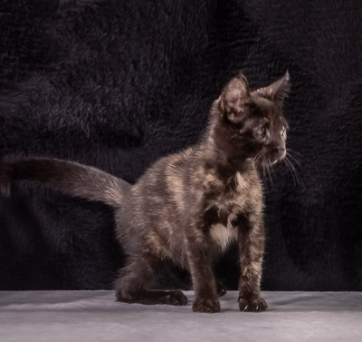 Ronja - ein süßes Katzenmädchen, Mix - Katze