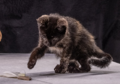 Ronja - ein süßes Katzenmädchen, Mix - Katze