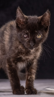 Ronja - ein süßes Katzenmädchen, Mix - Katze