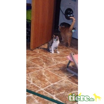 Rosa - lieb,freundl,fröhl, hunde/katzenverträgl - Rein-Raus-Hauskatze - Katze