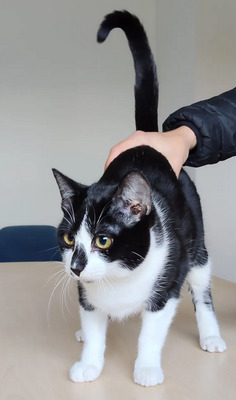 Rosa - lieb, verschmust und anhänglich