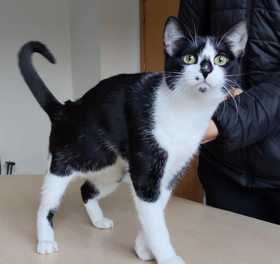 Rosa - lieb, verschmust und anhänglich, EKH Jungtier - Katze