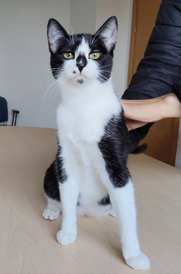 Rosa - lieb, verschmust und anhänglich, EKH Jungtier - Katze