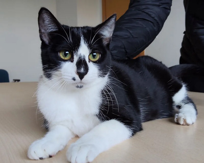 Rosa - lieb, verschmust und anhänglich, EKH Jungtier - Katze