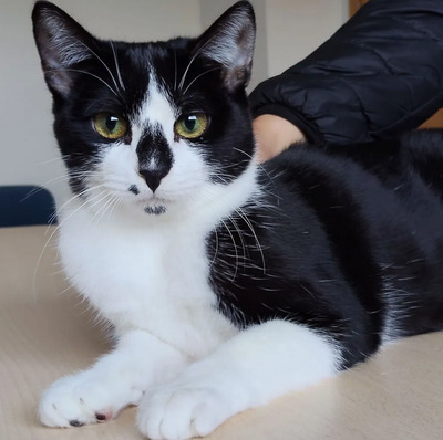 Rosa - lieb, verschmust und anhänglich, EKH Jungtier - Katze