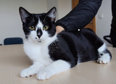 Rosa - lieb, verschmust und anhänglich, EKH Jungtier - Katze