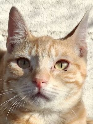 Rosalia, Europäisch Kurzhaar - Katze