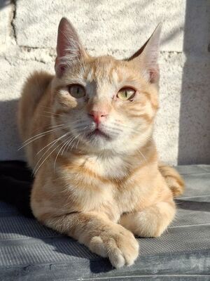 Rosalia, Europäisch Kurzhaar - Katze