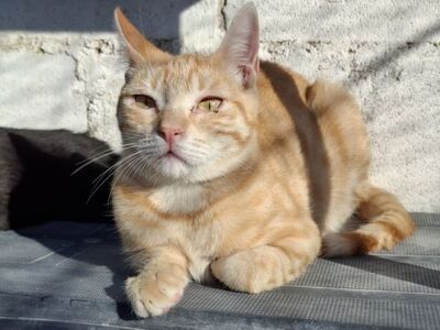 Rosalia, Europäisch Kurzhaar - Katze