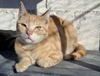 Rosalia, Europäisch Kurzhaar - Katze