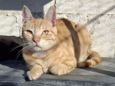 Rosalia, Europäisch Kurzhaar - Katze