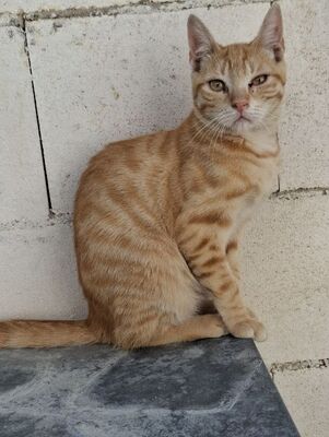 Rosalia, Europäisch Kurzhaar - Katze