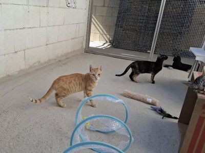 Rosalia, Europäisch Kurzhaar - Katze