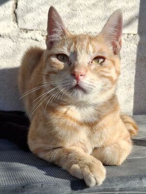 Rosalia, Europäisch Kurzhaar - Katze