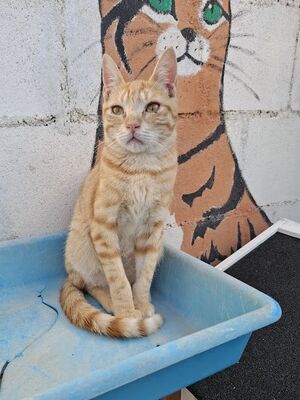 Rosalia, Europäisch Kurzhaar - Katze