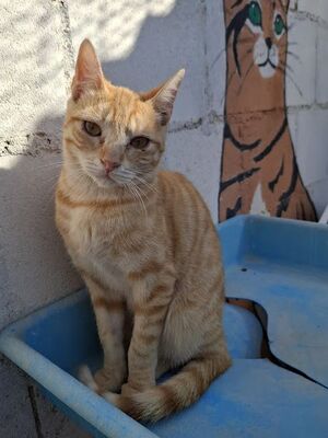 Rosalia, Europäisch Kurzhaar - Katze