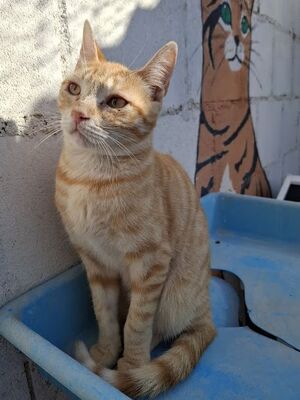 Rosalia, Europäisch Kurzhaar - Katze