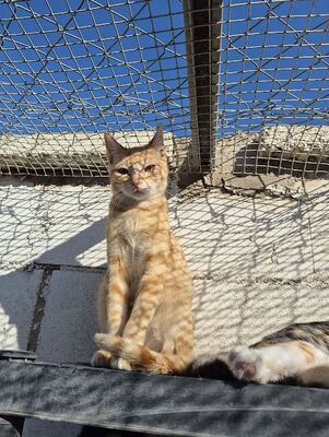 Rosalia, Europäisch Kurzhaar - Katze