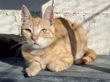 Rosalia (geb. April 2025) - EKH-Katze, EKH - Katze
