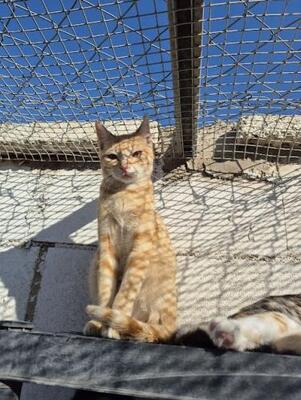 Rosalia (geb. April 2025) - EKH-Katze, EKH - Katze