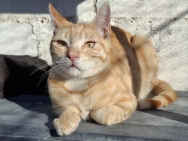 Rosalia (geb. April 2025) - EKH-Katze, EKH - Katze