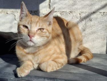 Rosalia (geb. April 2025) - EKH-Katze, EKH - Katze