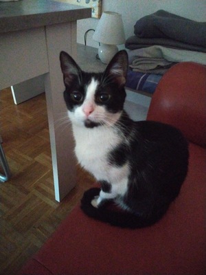 Rose, Mochi und Angel