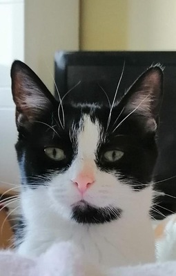 Rose, Mochi und Angel, HAUSKATZE - Katze