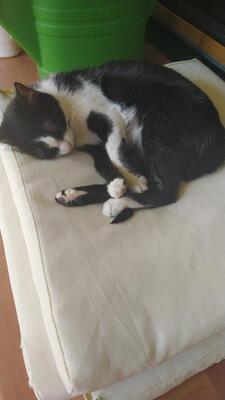 Rose, Mochi und Angel, HAUSKATZE - Katze