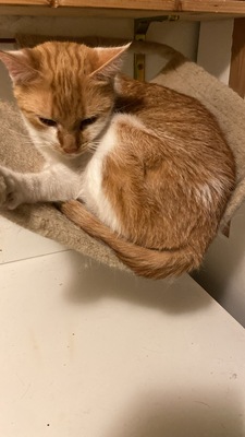 Rose, Mochi und Angel, HAUSKATZE - Katze