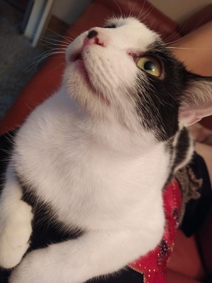 Rose, Mochi und Angel, HAUSKATZE - Katze